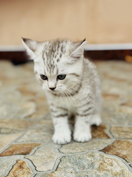 Серебристый шиншилла