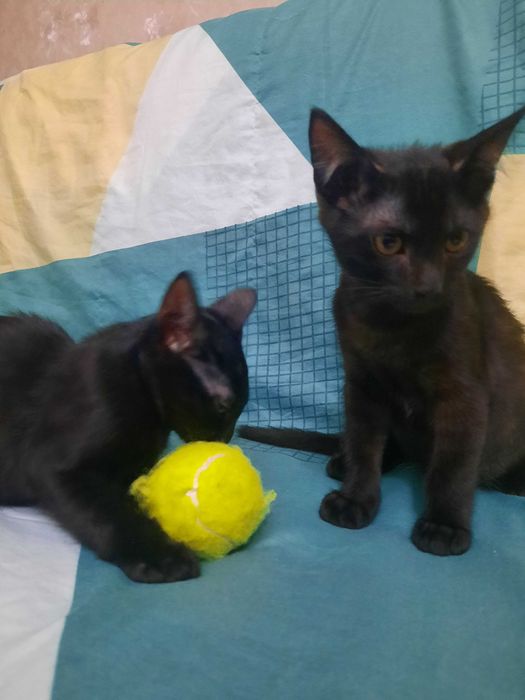 Пристраиваются котята.