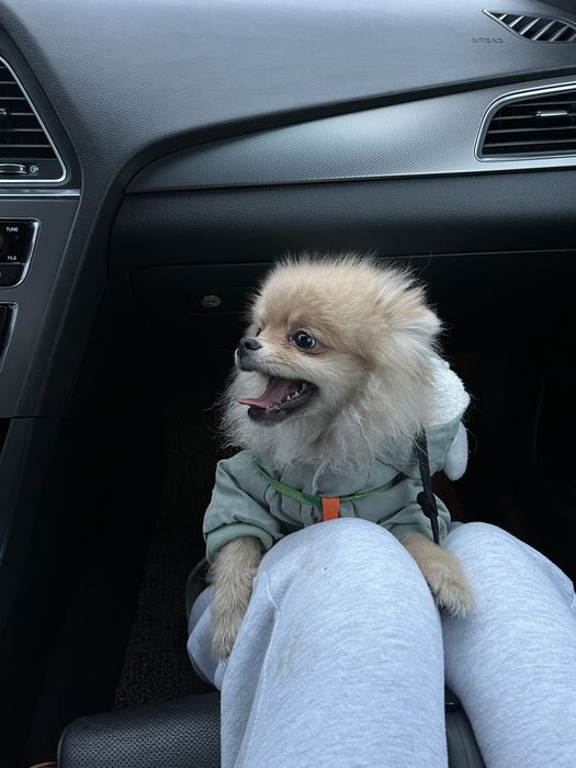 Померанский шпиц