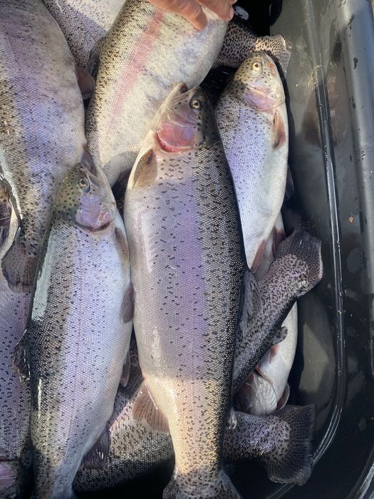 Живая форель от 1.5кг до 3кг Оптом