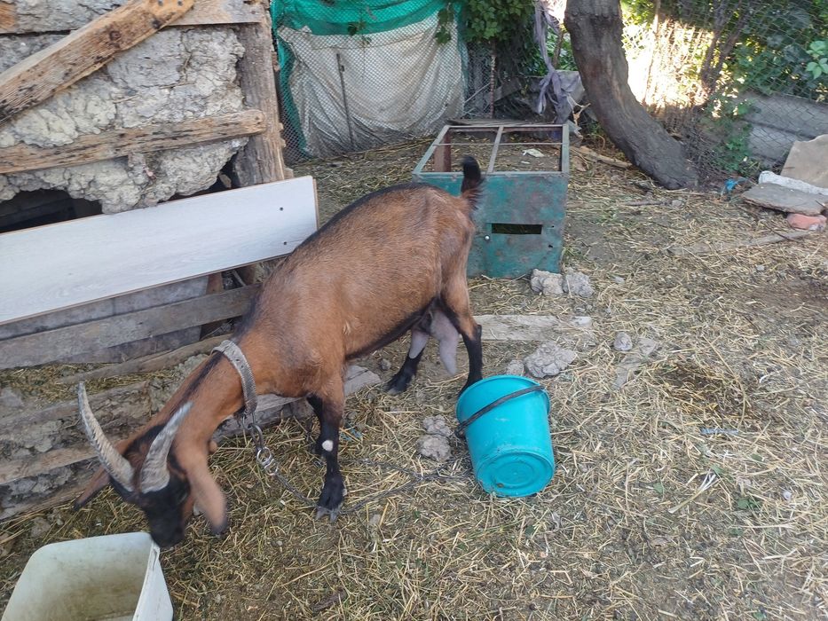 Capra Alpin Francez