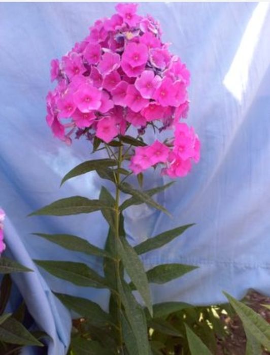 Продаётся садовые цветы