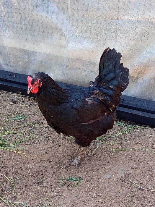 Vând 4 găini +1 cocoș