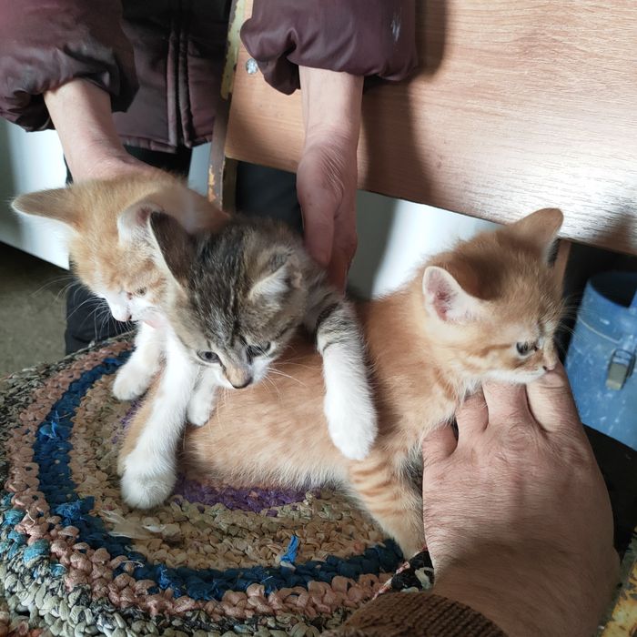 Отдам котят . Месяц уже им есть