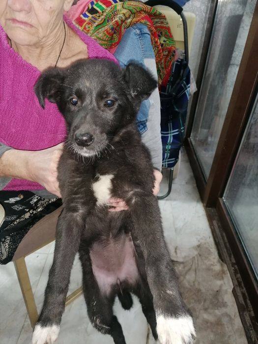 Собака щинок маленький