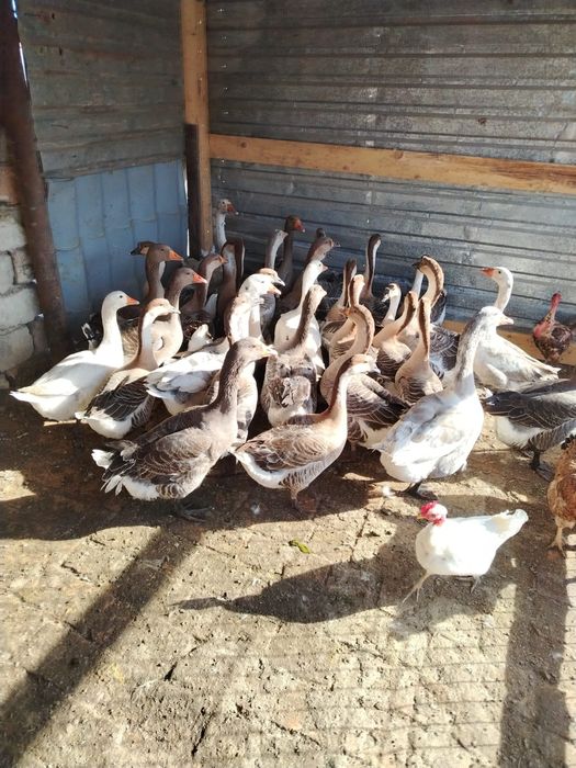 Vând gâște americane