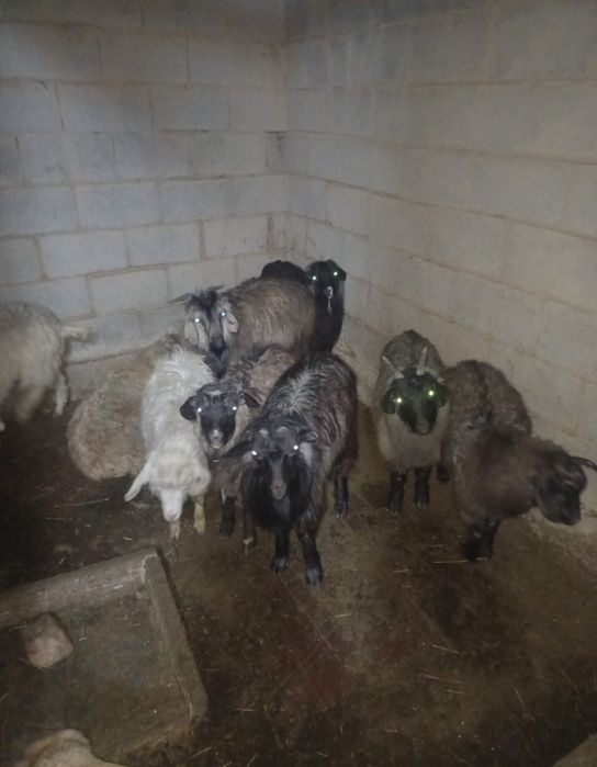 Ешкілер сатылады!!!