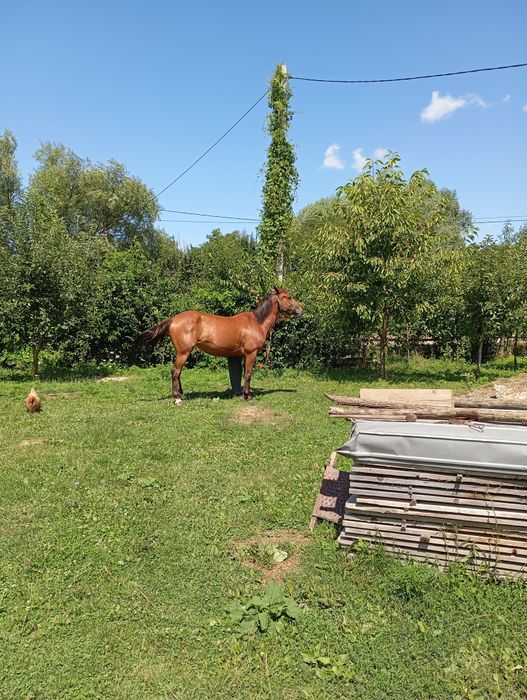 Vând iapă 5ani gestantă
