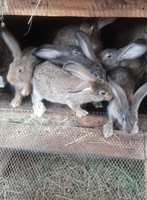 Продаю кроликов, самок и самцов