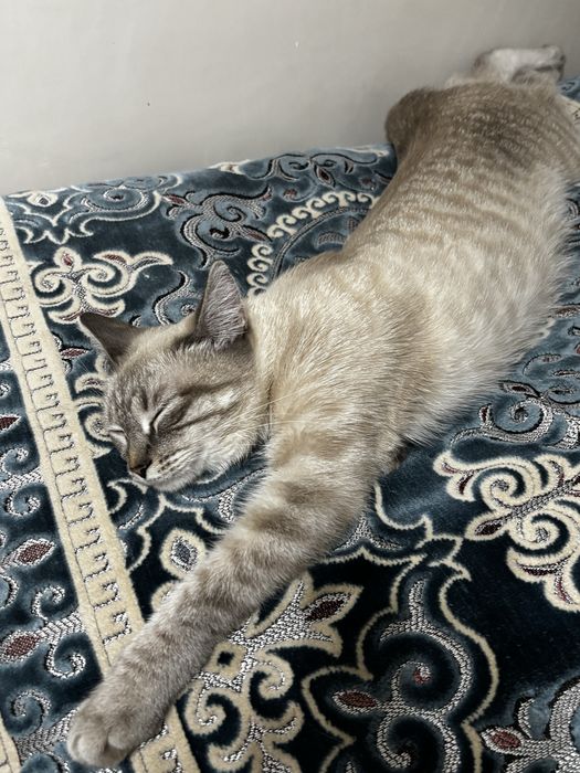 Кошка породистая