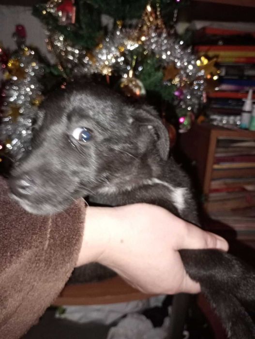 Подарявам кученца