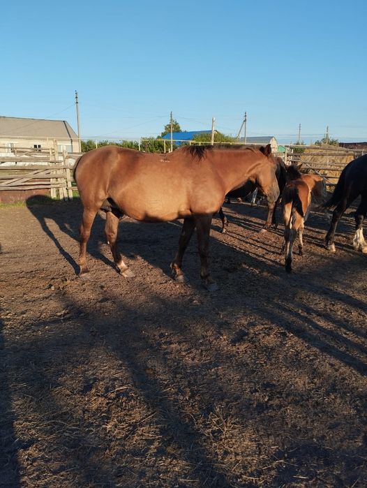 Продам  лошадей.