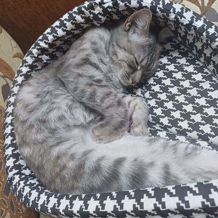 Котёнок 7 мес срочно ищем семью