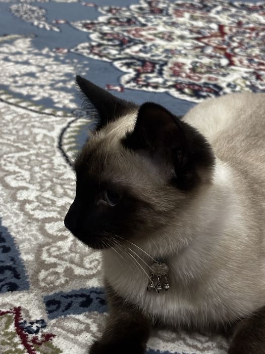 продается Сиамская кошка