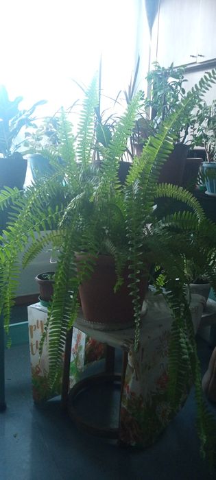 Папоротник Нефролепис