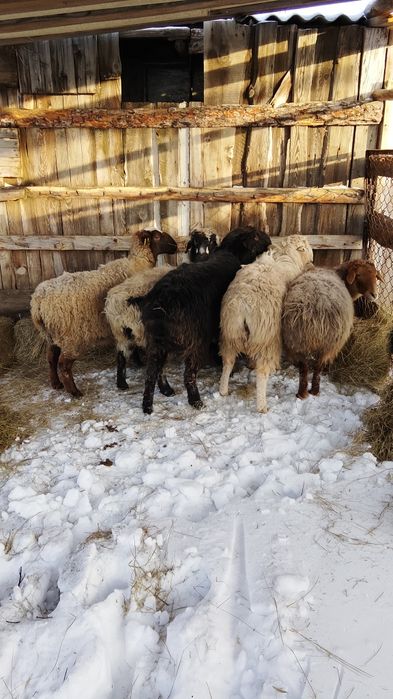 Буаз койлар сатылады