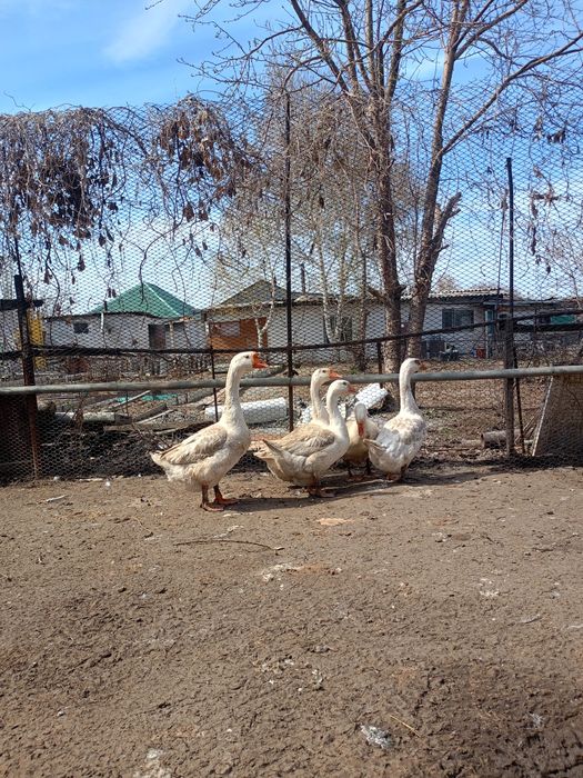 Продам Гусей Линда семья 4+1