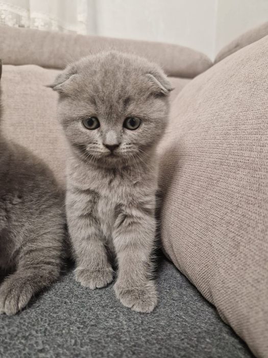 Имам Шотландски клепоухи котенца