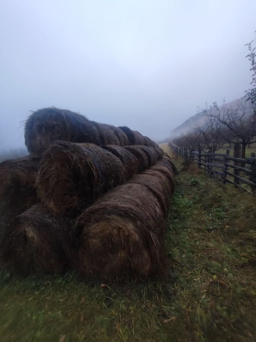 Vând baloti de fân