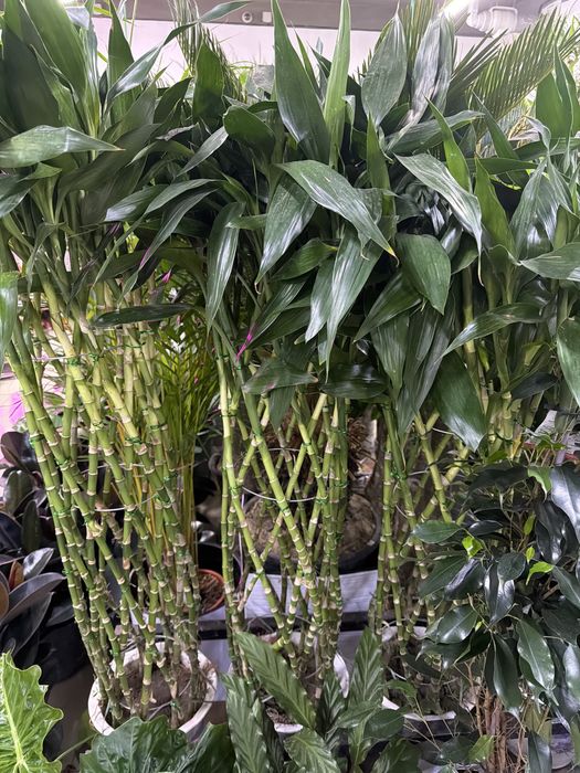 Бамбук в керамике