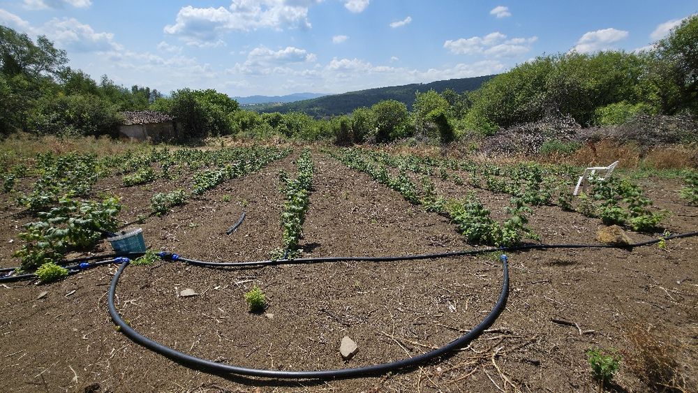 Продава се Парцел в с. Прибой, Област Перник - 2300 кв.м за 8 €/кв.м - Снимка #3