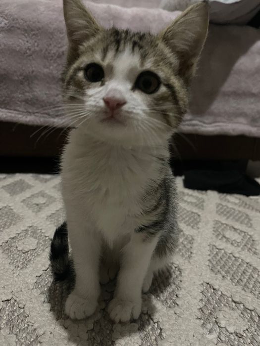 Котенок домашний, для пристройства, 2 месяца