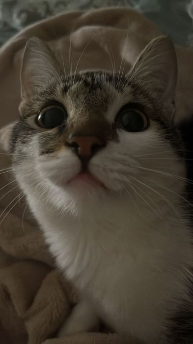 Котёнок подросток в добрые руки