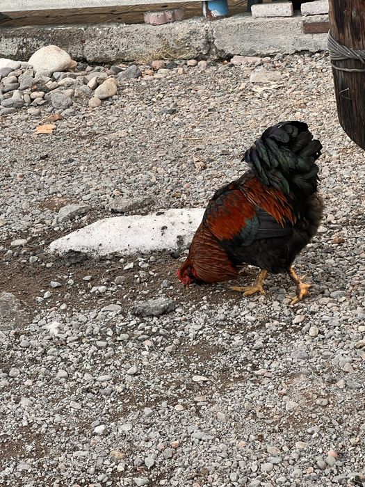 Амераукан қораз сатылады,жұмыртқа түсі көк,ашық көк туатын парода