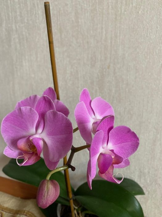 Продам Орхидею цена 5800
