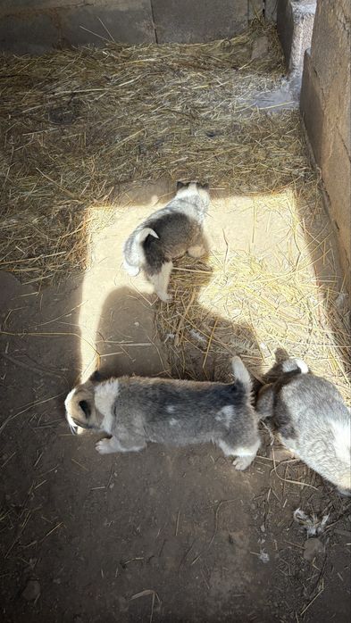 Лайка күшіктер сатылады