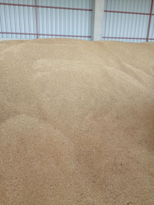 Porumb boabe , Orzoaica ,grâu, triticale