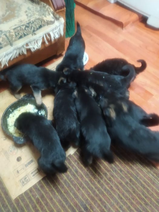 Продам щенков немецкой овчарки