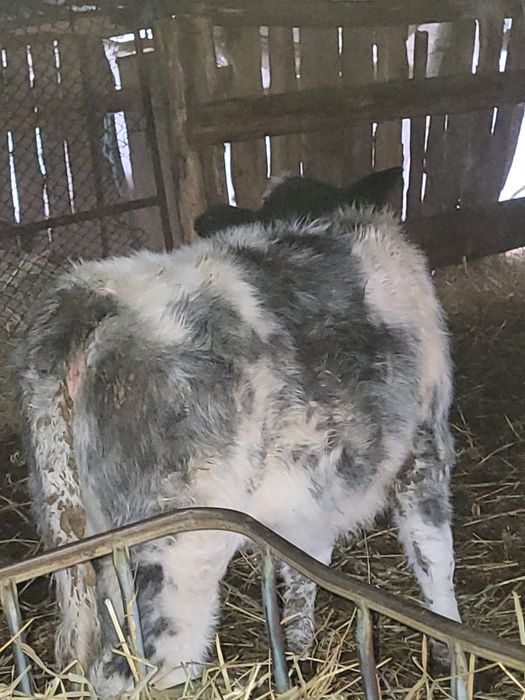 Vând o vitea Belgiana