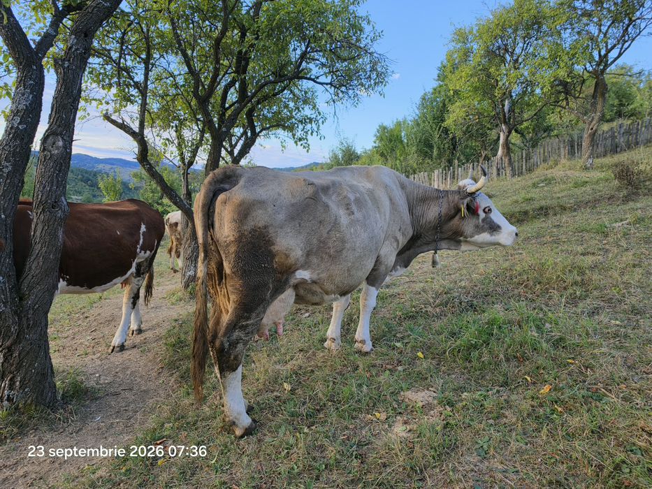 Vând vacă cu tăuraș de 3 luni