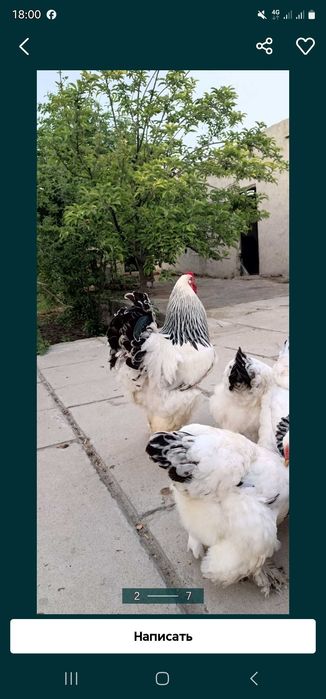 Брома товиклар | Zotdor toviqlar