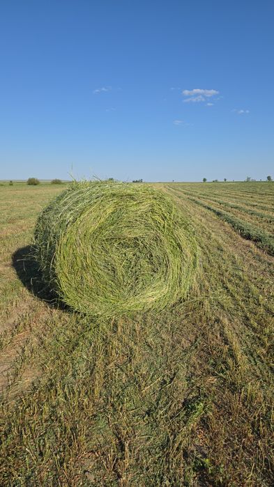 Жонышка Люцерна сатам