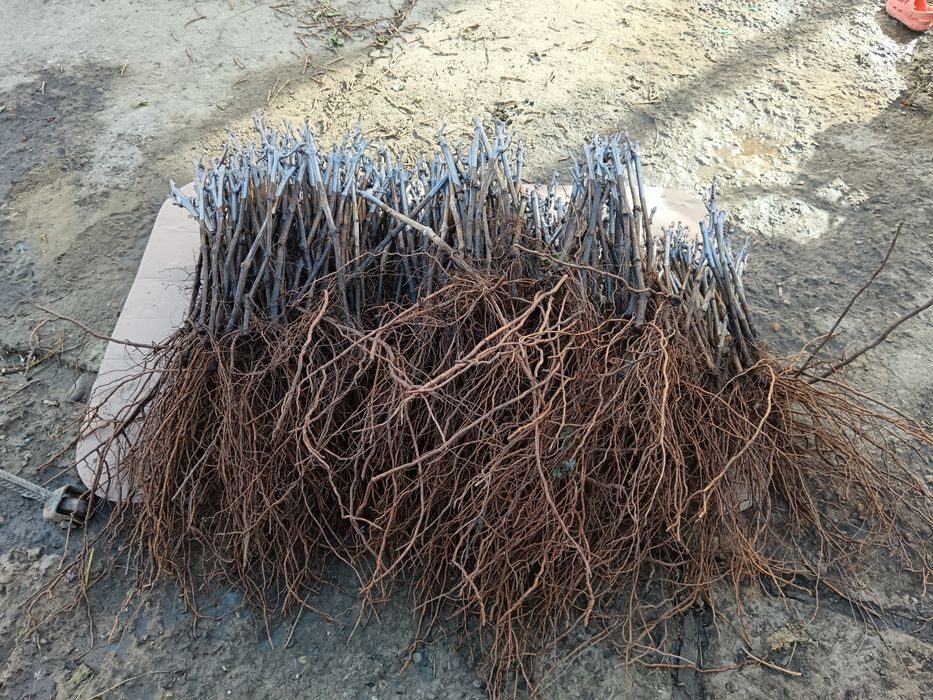 Butași vita de vie altoita