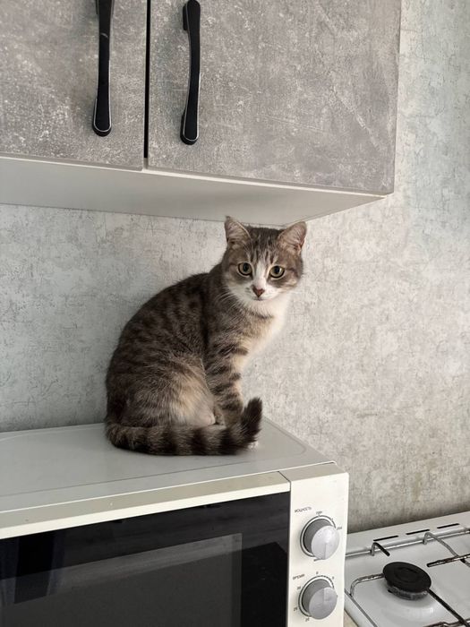 Отдам кошечку в добрые руки