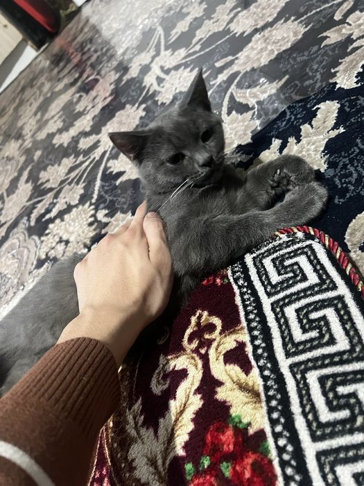 Мушук Сотилади срочно