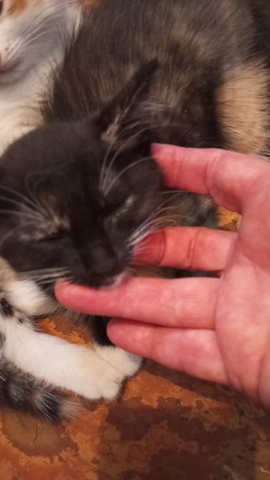 Девочки кошечки трехцветные