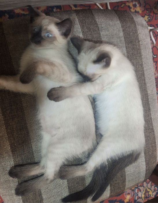 Сиамский кот 4 мес