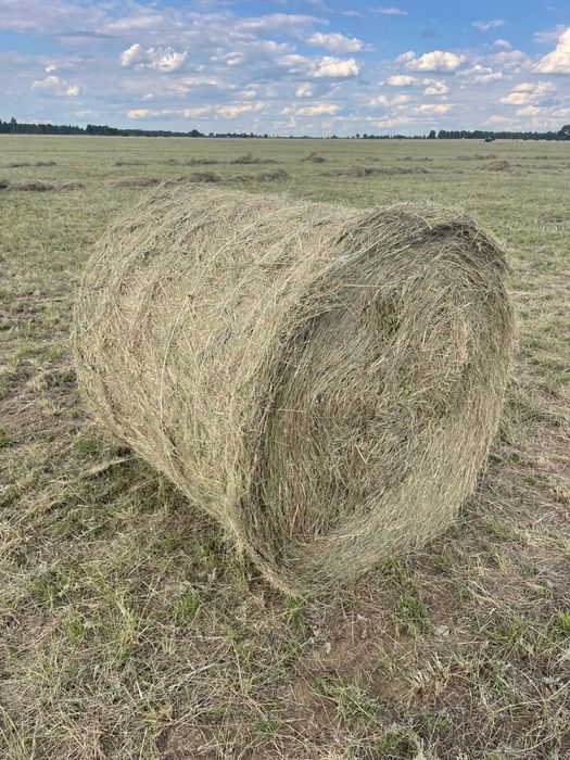 Сено разнотравье