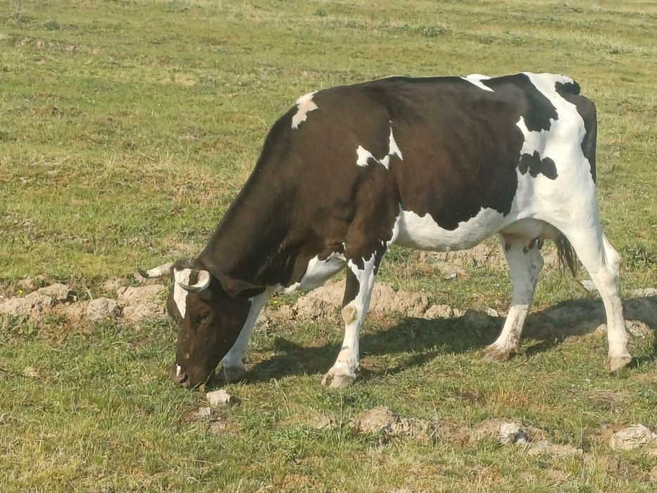 Vaca metis holstain