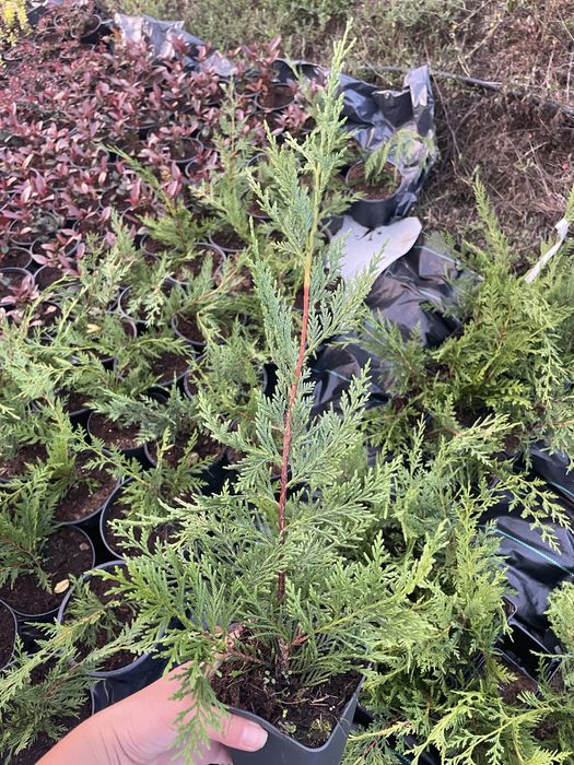 Кипарис лейланди 30-40 см