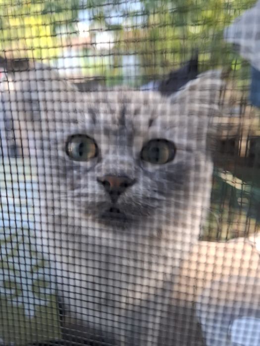 Нашли котенка мальчика