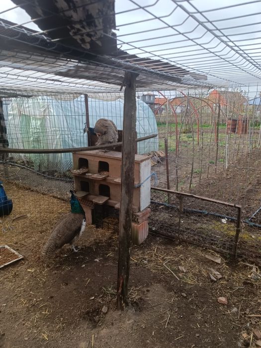 Vând 2 pauni masculi de 1an