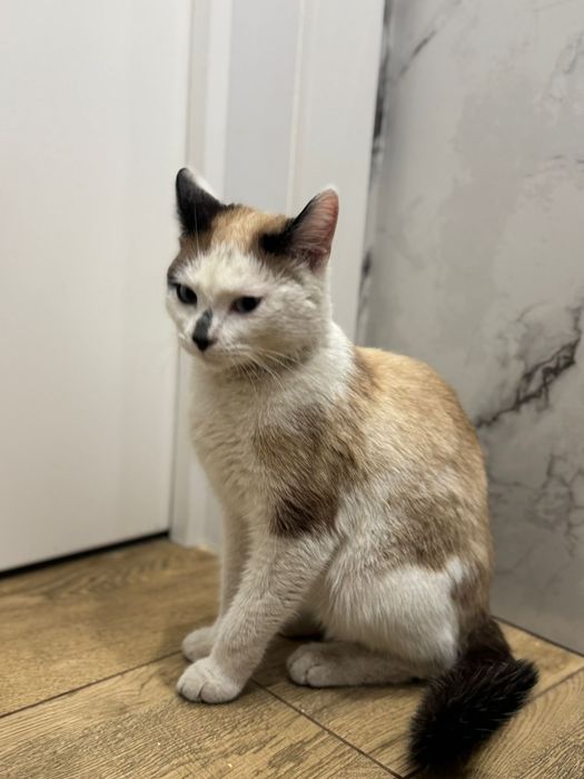 Отдам котика в добрые руки