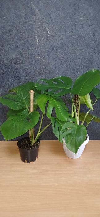 Комнатные растения от 2500