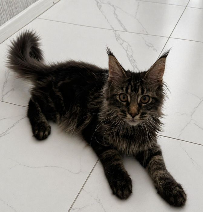 Продаю Котенка Мейнкуна, дешево