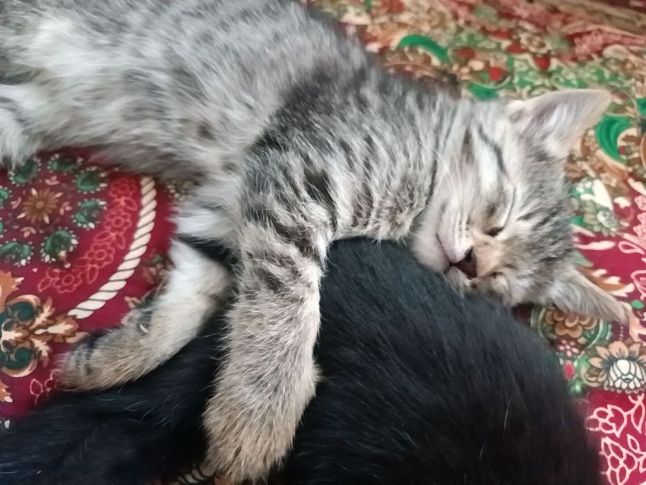 3 кота 1 турецкая ангора